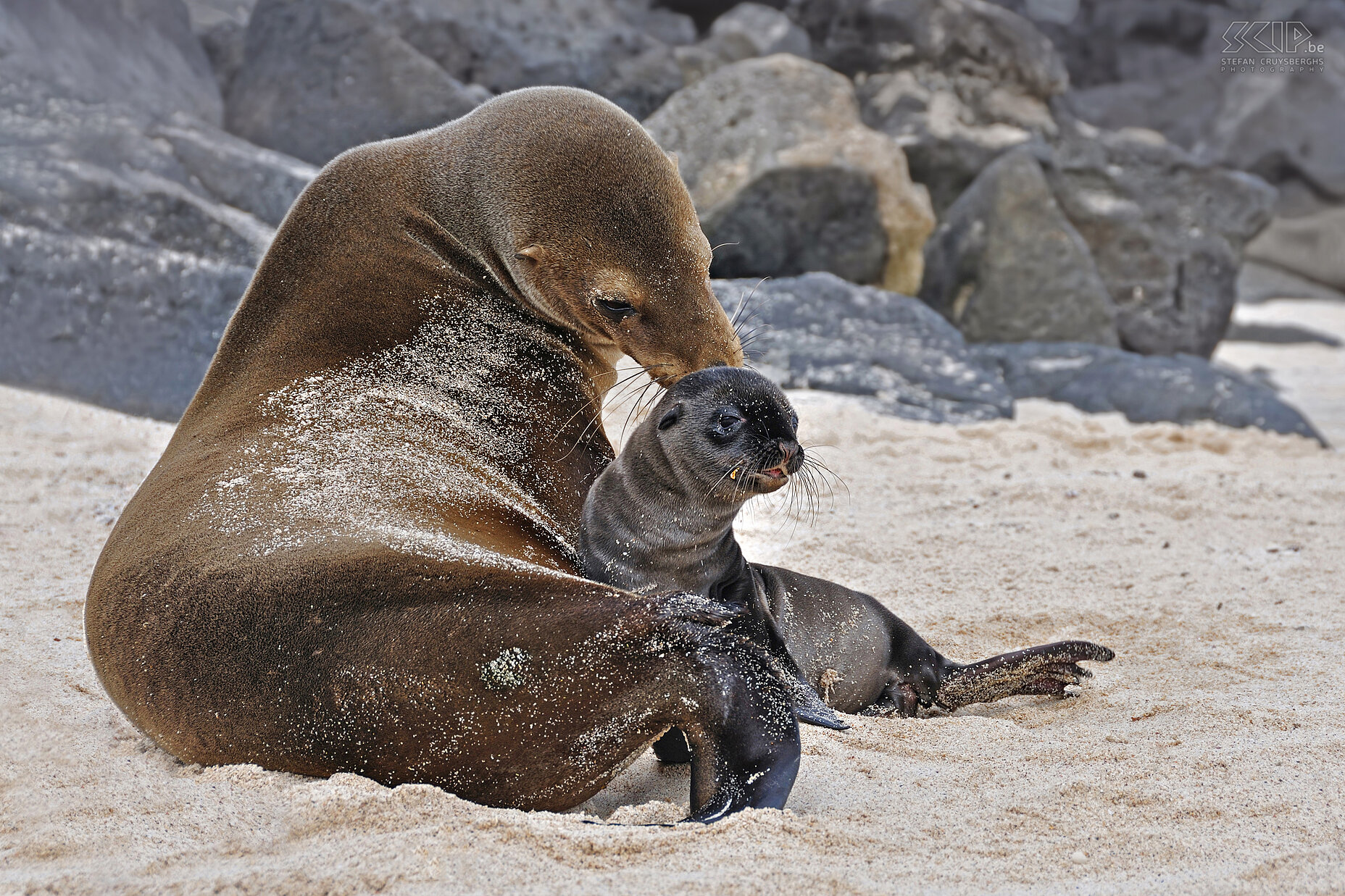 Galapagos - San Cristobal - Playa Mann - Zeeleeuw met welpje Uiteindelijk namen we een snelle boot naar het eiland van San Cristobal. Op dit eiland leven grote kolonies van zeeleeuwen (zalophus wollebacki). Deze zeeleeuw verzorgt haar welpje. Stefan Cruysberghs